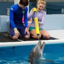 Dolphin Tale2.jpg