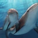 Dolphin Tale1.jpg